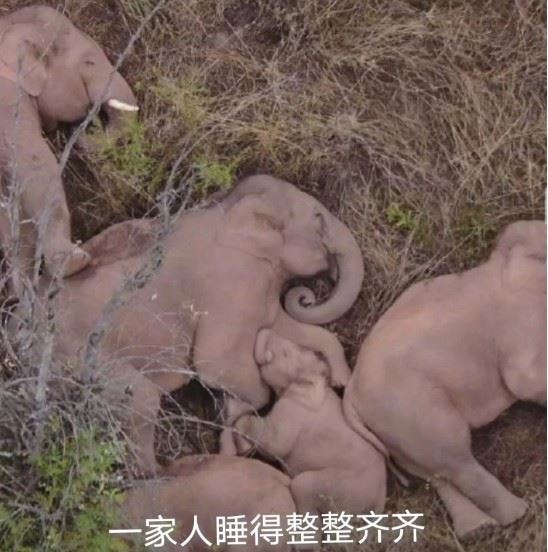 目睹云南正在播放幼11岁交野象群停止迁徙，”一家象“睡