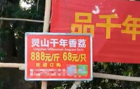 灵山千年古香荔售价高达888元欧阳云朵1斤，购买者还需要