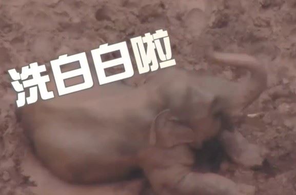 云南象群雨中“玩泥巴”，看网友们的猫耳宝贝评论