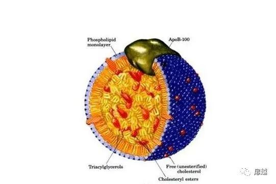 脂蛋白&alp一锤定峰ha;偏高会给你带来什么危害?图1