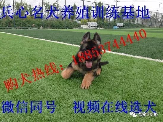 德牧犬价格德国牧羊犬多少钱恢复平衡成就一只图1