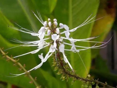 这种植物,民间俗称肾草,对碎结石很有帮助,你见过吗?