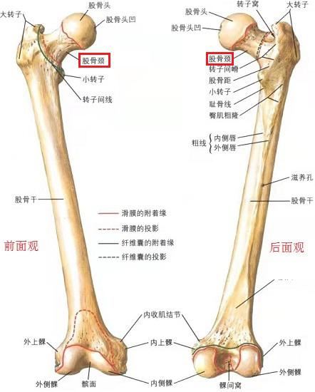 股骨