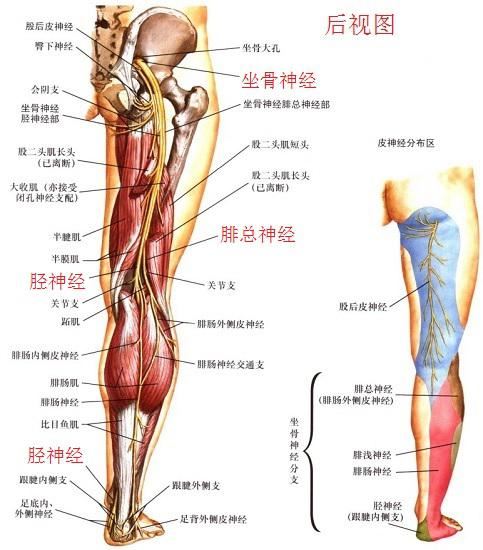 下肢神经（后视图）