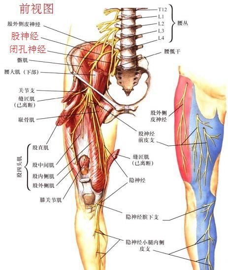 下肢神经（前视图）