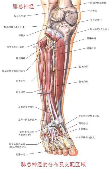 腓总神经