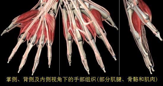 部分手部的肌腱、骨骼、肌肉组织