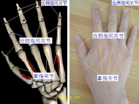 手部关节（部分）