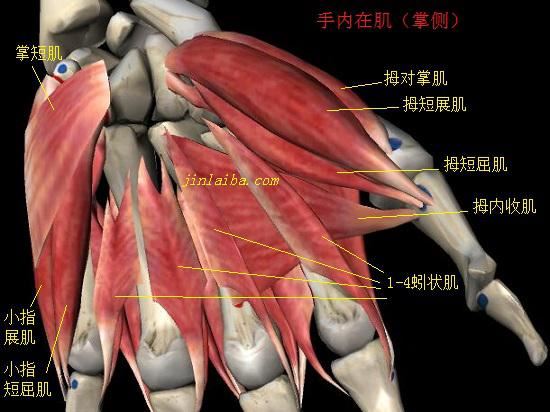 手内在肌的起止点和功能图1