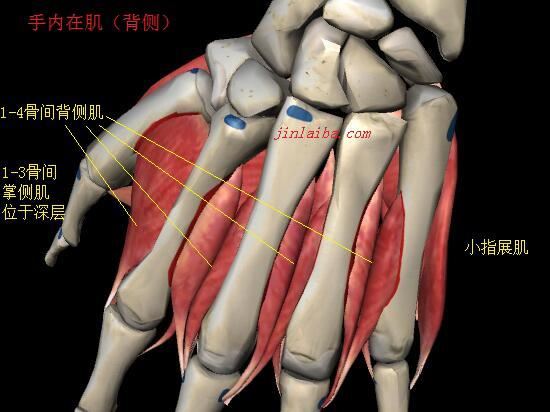 手内在肌（背侧）