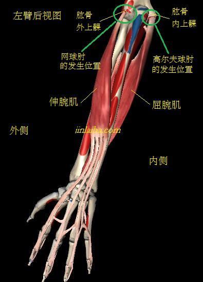 前臂和肘关节的骨骼和肌肉