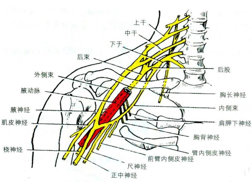 正中神经、尺神经和桡神经的位置、功能及损伤表现图1
