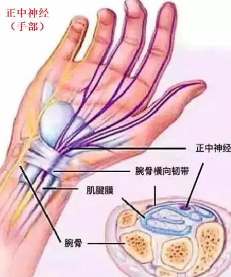 正中神经