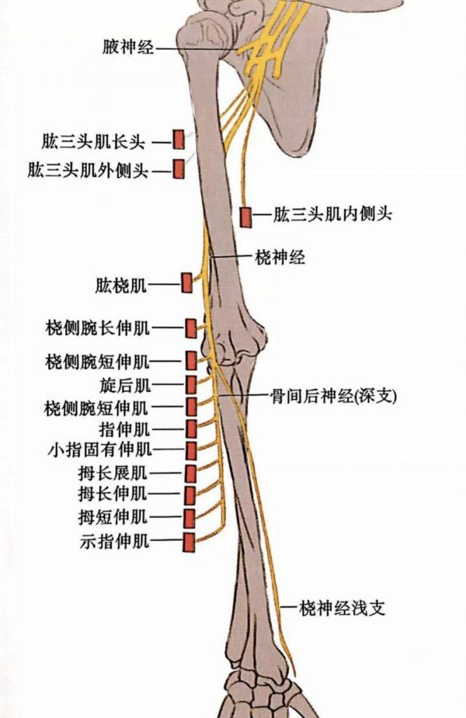 桡神经