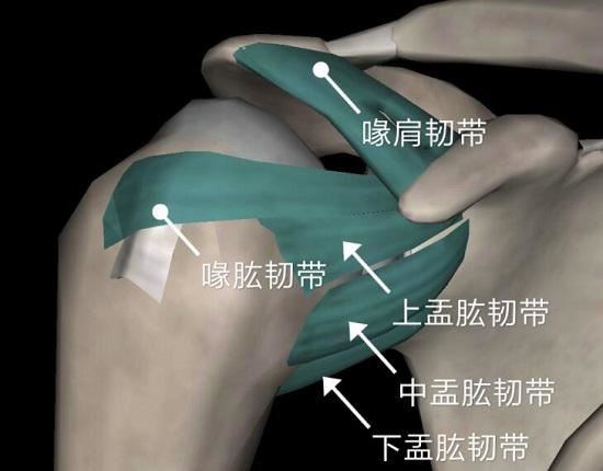 肩关节处的韧带