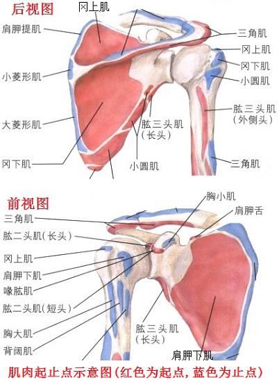 肩关节处部分肌肉起止点