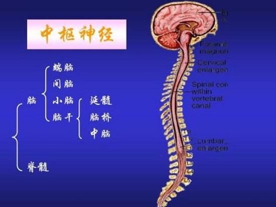 人体中枢神经