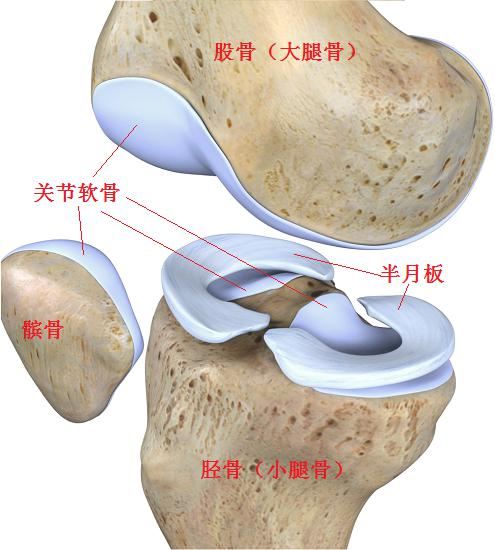 膝关节内依靠关节液供给软骨组织