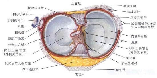 膝关节及半月板