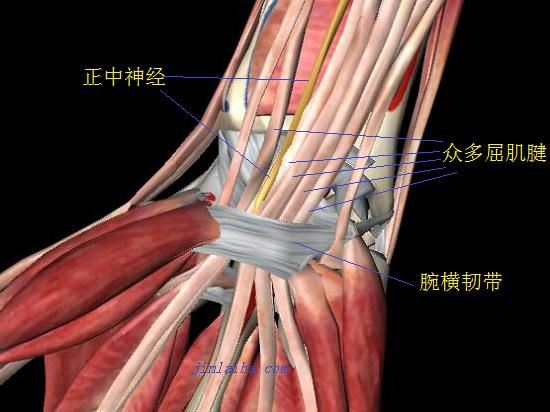 腕横韧带（腕管前壁）、正中神经及屈肌腱