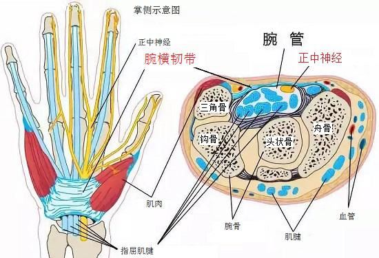 腕管、正中神经及其他组织