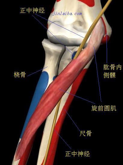 旋前圆肌与正中神经