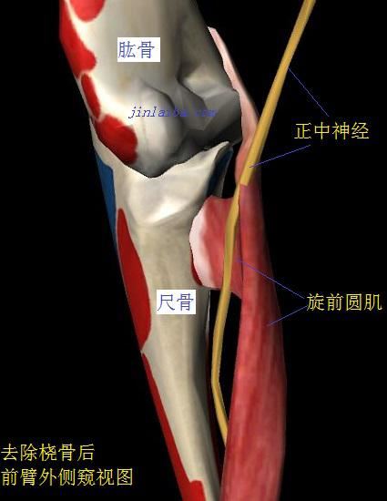 旋前圆肌与正中神经