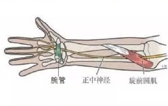 旋前圆肌、腕管及正中神经
