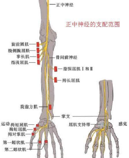 正中神经的支配范围