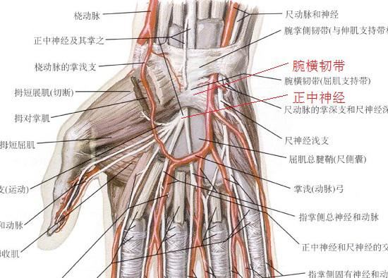 腕横韧带（腕管前壁）和正中神经