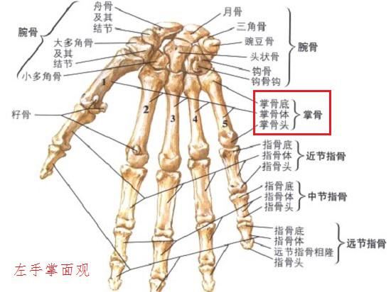 指骨、掌骨及其他手部骨骼