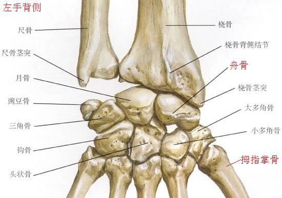 舟骨与其他骨骼