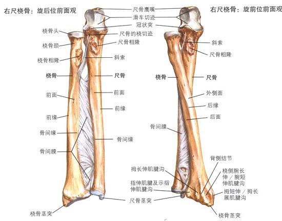 前臂的尺骨和桡骨