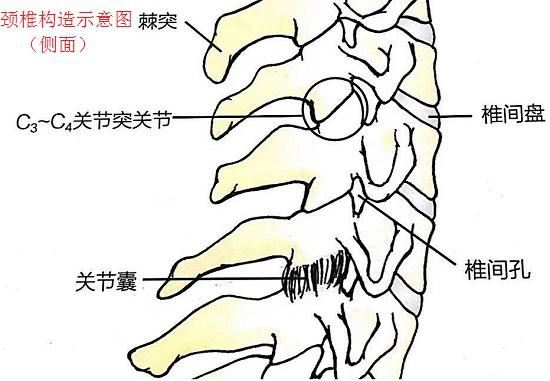 颈椎构造示意图（侧面）