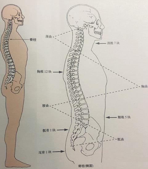 脊柱、腰椎及腰曲