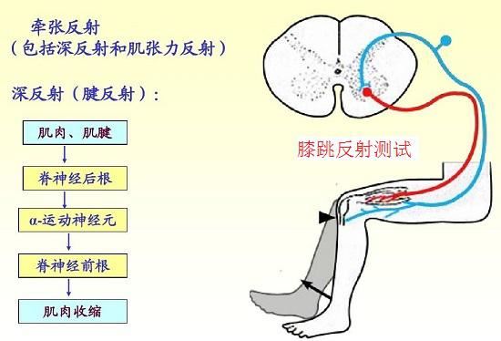 牵张反射 牵张反射