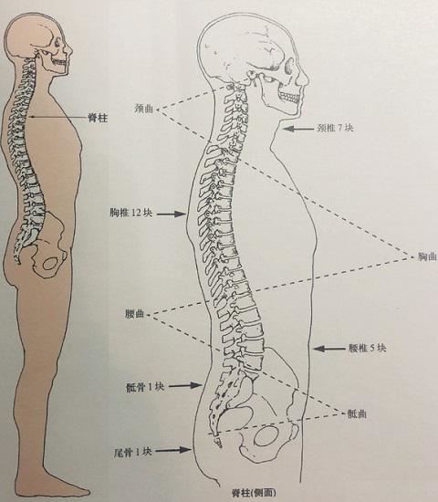 脊柱及腰椎