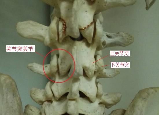 关节突关节