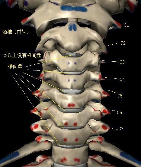 颈椎的手法松动技术(李丹阳简历)图1