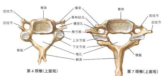 颈椎的棘突、横突及关节突关节