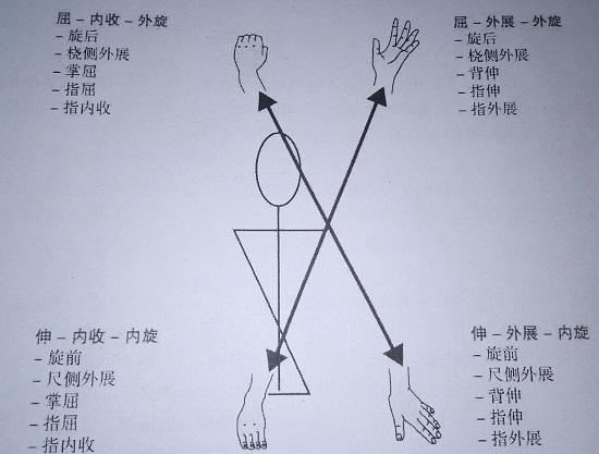 上肢的四种PNF运动模式