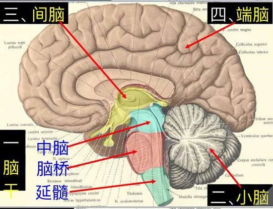 中枢神经