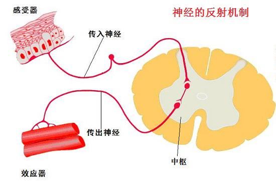 神经的反射机制