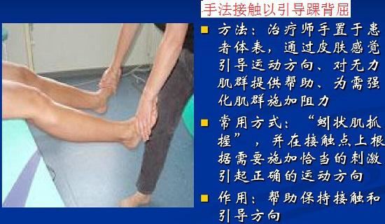 手法接触以引导踝背屈 手法接触以引导踝背屈