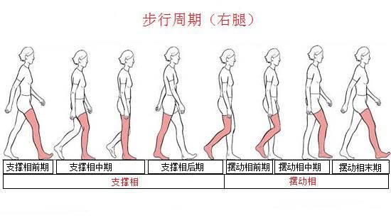 步行中的下肢动作变化 步行中的下肢动作变化