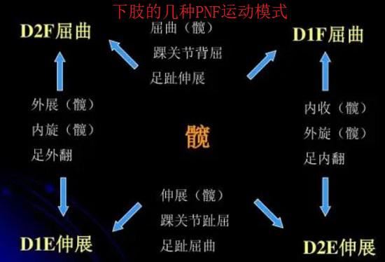 下肢的PNF运动模式