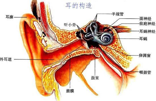 耳及耳道深入的前庭器官