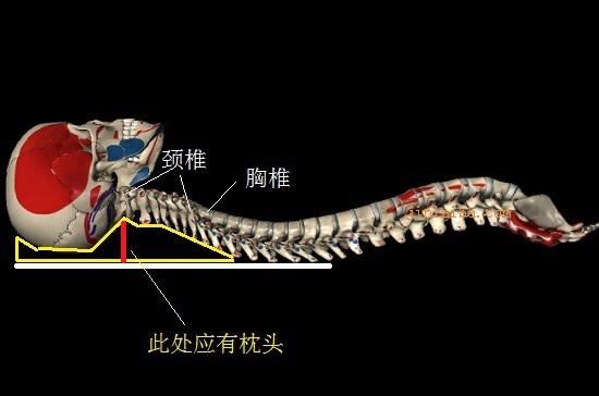 仰卧时的颈下状态 仰卧时的颈下状态