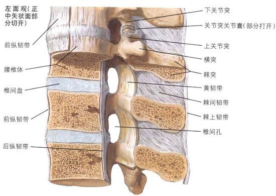 椎体的基本构造(以腰椎为例) 椎体的基本构造(以腰椎为例)