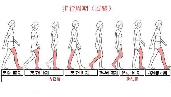 步行能力的分解训练(杨幂冯绍峰图片)图1